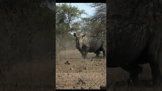 Majestic rhinoceros #rhino #nature