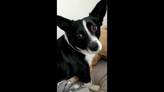 Lustiger Hund Banjo "vergräbt" seinen Knochen zur Not auch mal im Bett