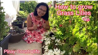 How to Grow Grass Lilies -Pinay Countrylife