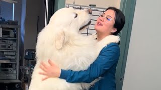 Giant Dog Thanks Veterinarian with a Heartfelt Embrace ❤️