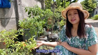 Kuliah hukum hobi bertani? Why not ? (urban farming)