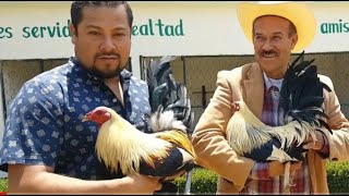 Increible crianza de GALLOS en el Rancho Zamora