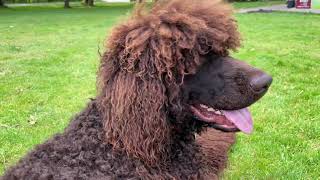 Irsk vandspaniel / Irish water spaniel