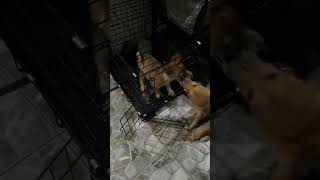 Yung nagtataka kami pano sya nakakalabas sa cage nya. Ayan! Ayan pala yun! 😂😂😂