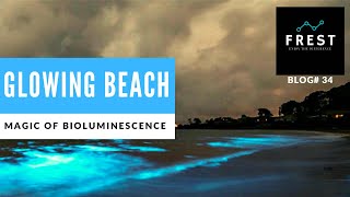 Bioluminescence Is The Reason For The Beaches In India That Glow In The Dark