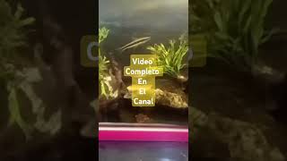 Acuario con Sarro #peces #acuarofilia