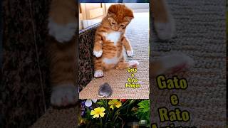 Não passe o vídeo #amigos #gatos e #ratos #lindos #fofos #fannyvideo #shorts