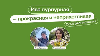 Ива пурпурная – прекрасная и неприхотливая. Опыт размножения | Прямой эфир «Умный садовник»