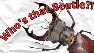 Europe's Staggest of the Stag Beetles (Lucanus Cervus)