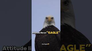 “ATTITUDE LIKE AN EAGLE” 😎🔥🦅 | Sigma rule | #viral #shortsfeed #attitudestatus #shorts #trending