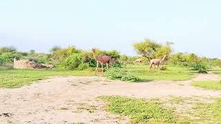 The Magnificent Camels of the Thar Desert || Beautiful Cames of Thar Desert Eating Grass