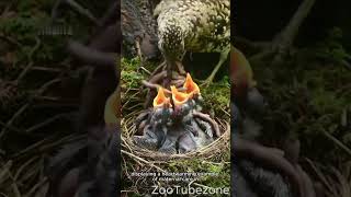 A Mother bird feeding her chicks with worms #shorts  #birds #chicks #feeding #worms #wildlife