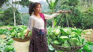 Harvesting Big Cabbage Goes to village market sell - Family Farm