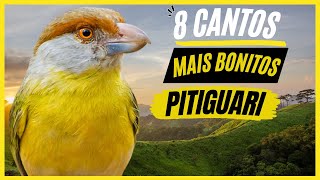 TOP 8: Cantos De "Pitiguari" MAIS BONITOS e MELHORES - Pássaro Popular No Brasil !!!