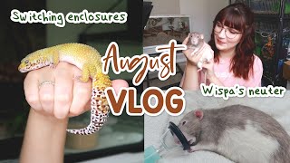 Rat neuter & gecko enclosure swap | VLOG