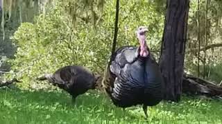 Wild Turkeys