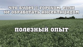 Что будет с яровым горохом, если поле не обработать инсектицидом. Гороховая тля, 2023