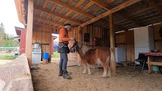 Tricks with shetland pony