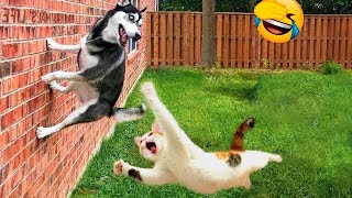 Funny Animal Videos - Try not to laugh CATS And DOGS Video Compilation 😺