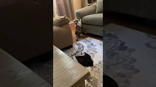 CAT GOING CRAZY OVER LASER!!