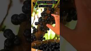 Jaboticaba fruit #fruit #agriculture LE009