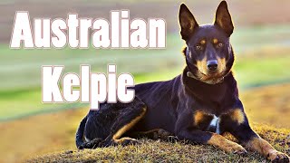 Owning The Bravest Dog In The World | Funny Australian kelpie Puppies Compilation 2021