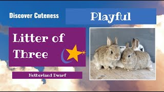 DISCOVER CUTENESS - Netherland Dwarf Litter of Three