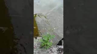 Manchester canal fishing Pike