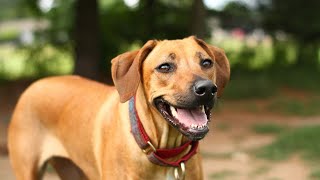 Do Rhodesian Ridgebacks have any unique health concerns?