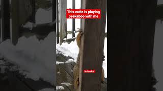 Squirrel plays peekaboo #shorts #animals #squirrel