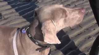 Jake Weimaraner