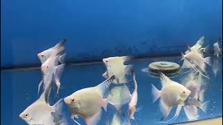 white angel fish