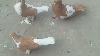 Sarfaraz rangeen kabootar - Rangeen Pigeon Flying - Colorful Pigeons Breeding