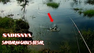 SADISNYA ‼️ SAMBARAN IKAN GABUS BESAR