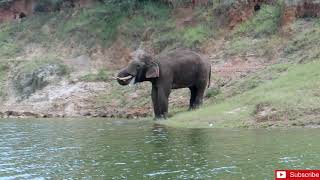 Dangerous Encounter with Wild Elephant in Kerala