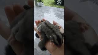 FUNNY SUGAR GLIDER  #short #shorts #shortsvideo