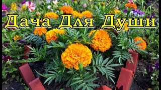 Красота с пользой: сеем БАРХАТЦЫ везде 🌺🐝🌻