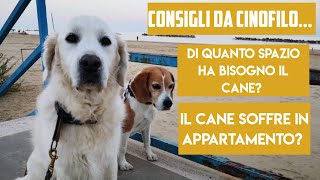 Consigli da cinofilo: di quanto spazio ha bisogno un cane?