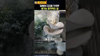 버섯이 자라는 충격적인 과정