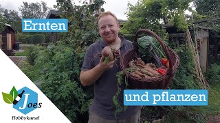 Ernten und pflanzen – Update zum Ziegelbeet