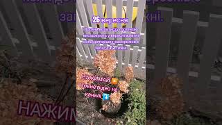 SUBSCRIBE ПІДПИШИСЬ#gardentips#homegarden#hortensien#hydrangeaflower#квіти#квітування#tiktok #trend