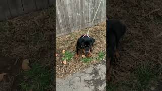 4 Month Old Rottweiler Female