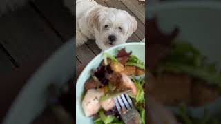 My begging doggo::) greedy dog #lunch #healthyeating #eathealthy #whatieatinaday