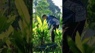 #turmeric #turmericleaf #orchard #shortvlog  #youtubeshorts #viral #trending #xycba