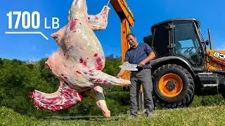 Juicy Kebab From THE HUMP OF A GIANT 1700LB CAMEL | Wilderness Cooking