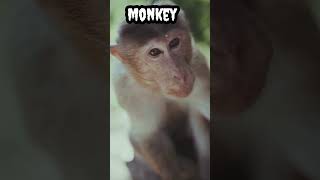 Monkey #shorts #viral #trending