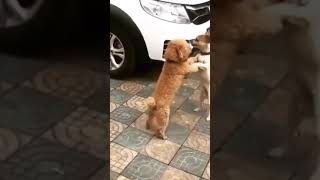 Cute and Funny Animals Moment #shorts #animals #funny  #youtube