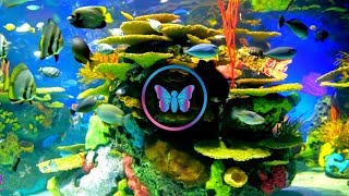 10 Hours Of Calm Relaxing Fish Aquarium With Music | Coral Reef Aquarium With Soothing Sleep Music