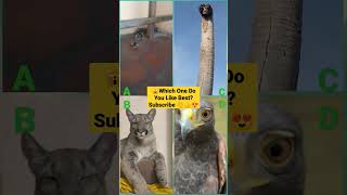 Funny Animal Videos 2022 - Funniest Cute Cats And Dogs Video #cat #shorts #animals #trending #tiktok