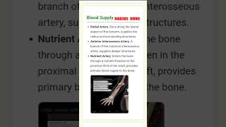 Blood supply to radius bone